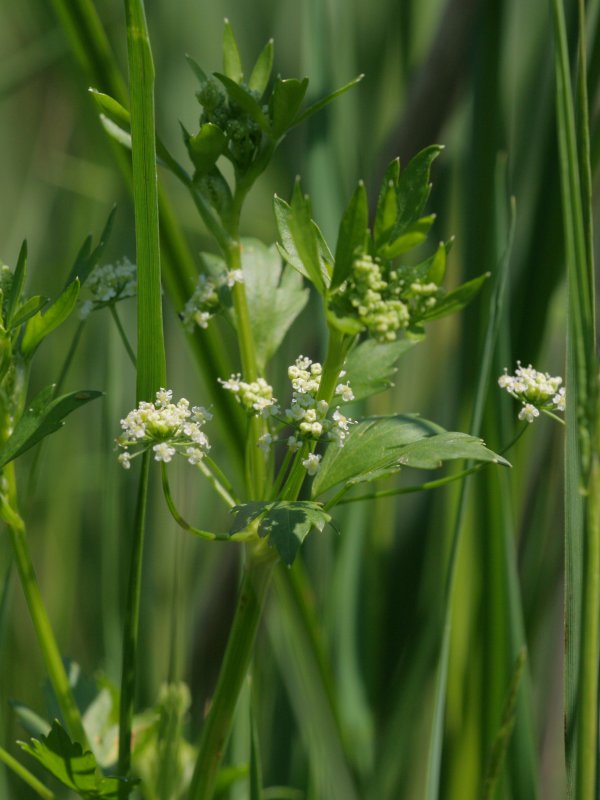 Wild celery: Echter Sellerie