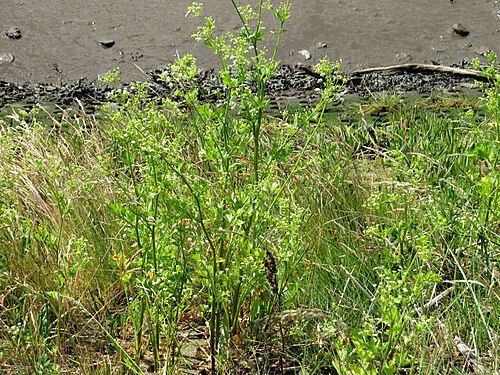 Wild celery: Apium graveolens (Wild Celery), just above the high water mark on the tidal north bank of the Tyne at Elswick, Northumberland