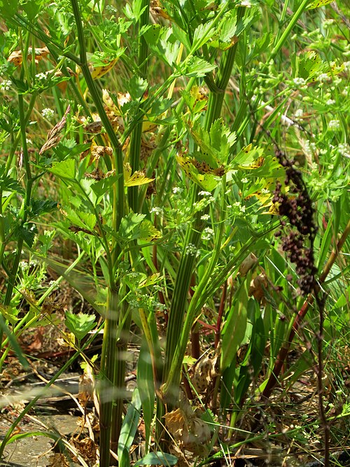Wild celery: Apium graveolens (Wild Celery), just above the high water mark on the tidal north bank of the Tyne at Elswick, Northumberland