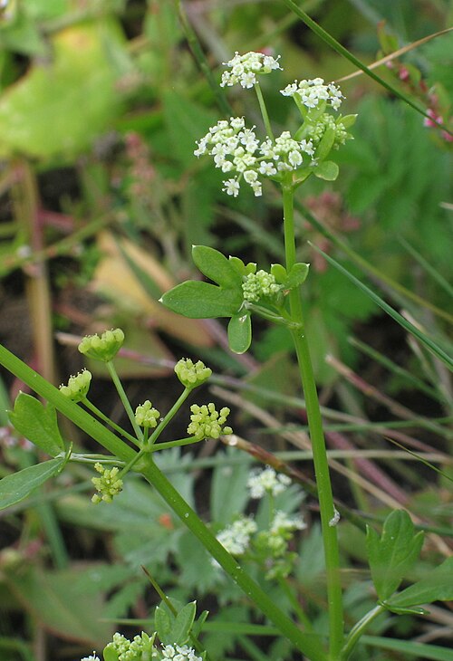 Wild celery: Wild Celery ( Apium graveolens ), Spiekeroog , Lower Saxony , Germany