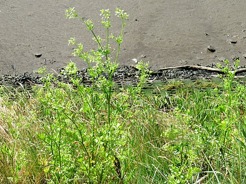 Wild celery: Apium graveolens (Wild Celery), just above the high water mark on the tidal north bank of the Tyne at Elswick, Northumberland