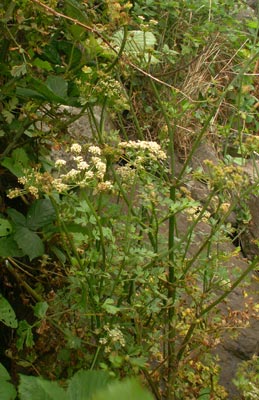 Wild celery: Apium graveolens var. graveolens , Sheep's Head, Ireland Author : Augustin Roche Source : [1] (dead link; archive )