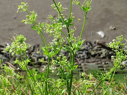 Wild celery: Apium graveolens (Wild Celery), just above the high water mark on the tidal north bank of the Tyne at Elswick, Northumberland