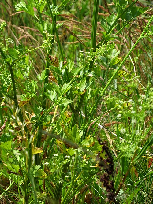 Wild celery: Apium graveolens (Wild Celery), just above the high water mark on the tidal north bank of the Tyne at Elswick, Northumberland