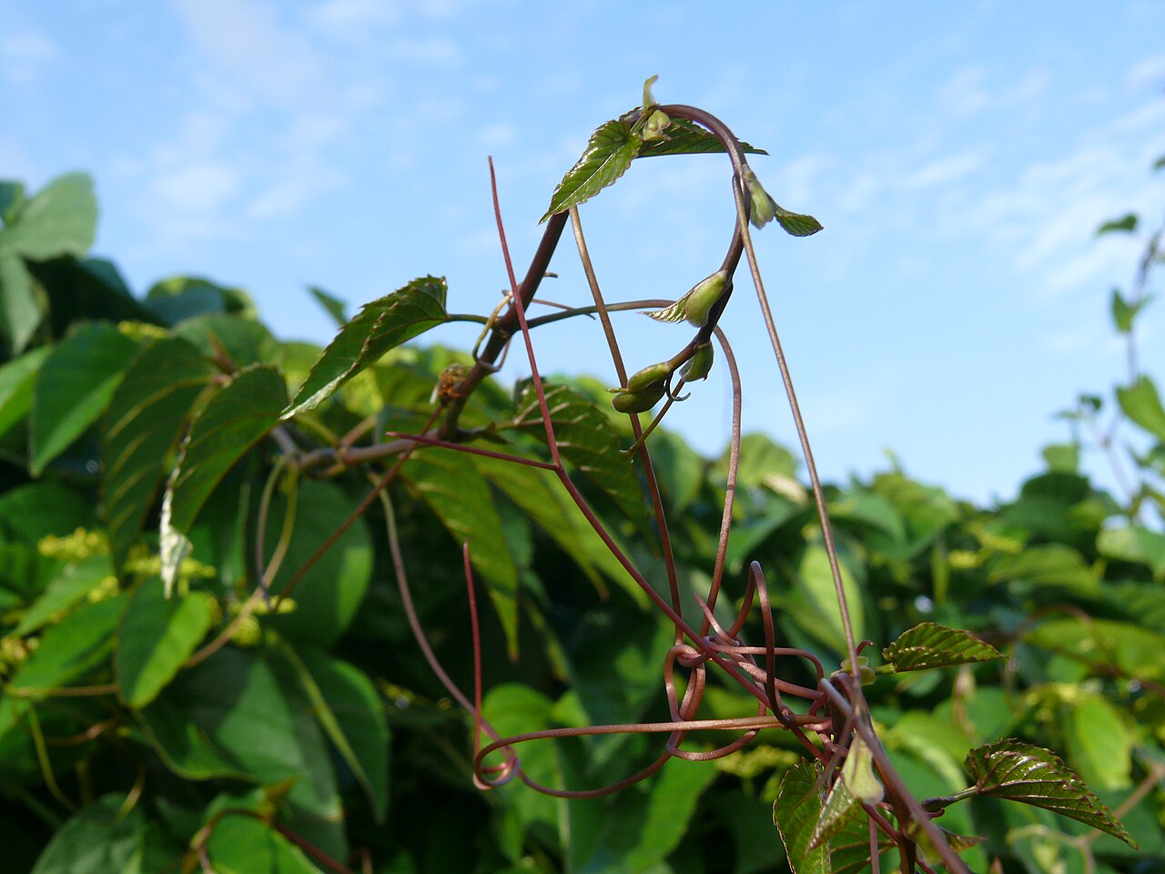 Kangaroo vine: Cissus antarctica , also called "kangaroo grape" or "kangaroo vine".