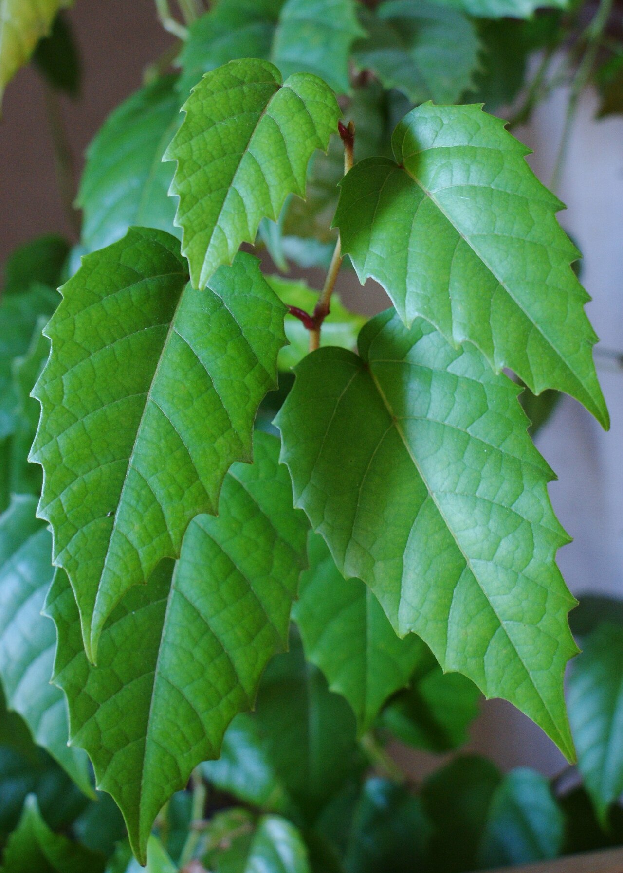 Kangaroo vine: Cissus antarctica