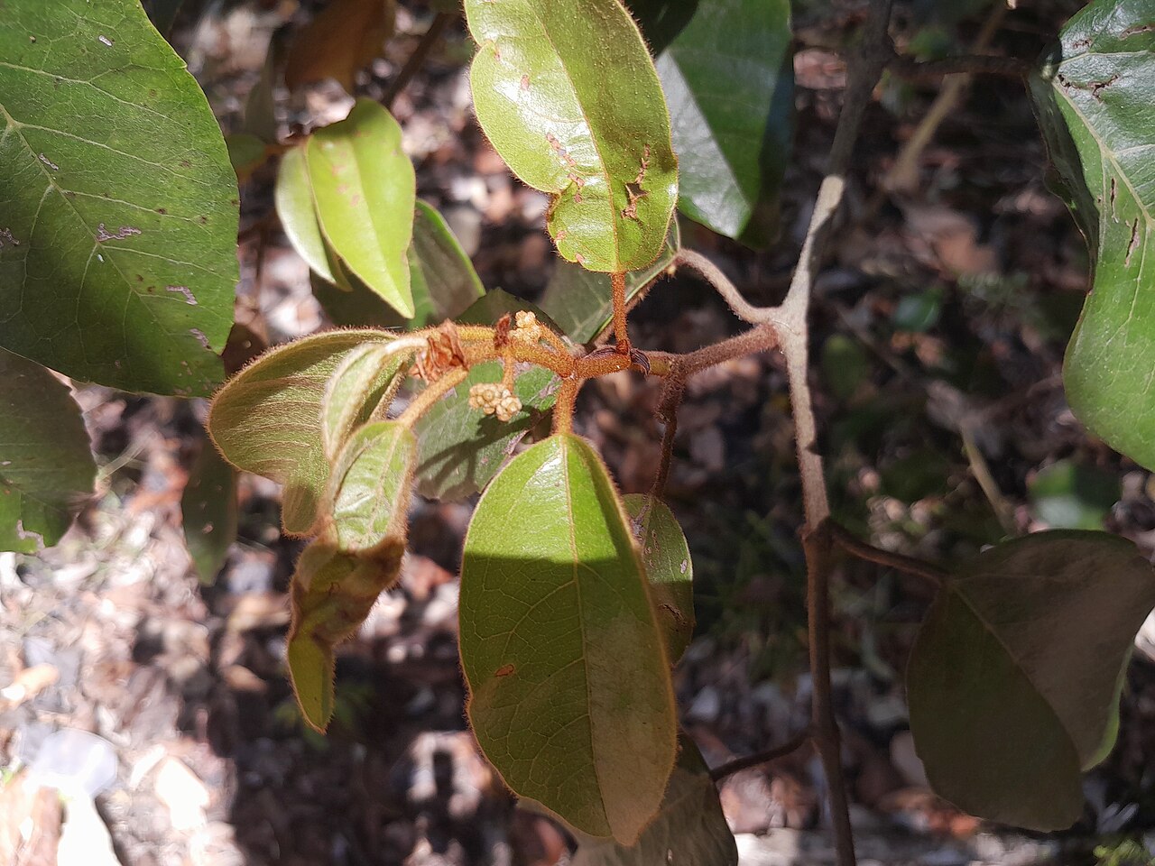 Kangaroo vine: Cissus antarctica on the Lamb Range near Cairns , Queensland