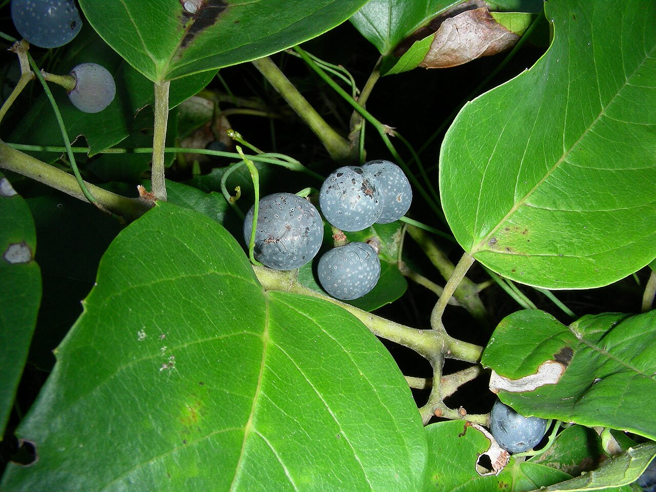 Kangaroo vine: Fruits of Cissus antarctica , Bouddi National Park, Australia