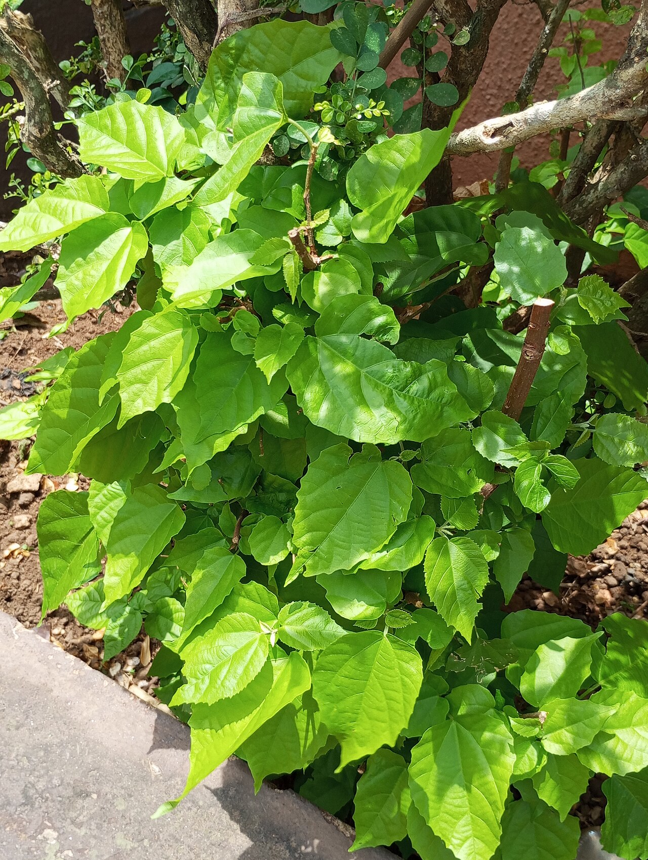 Kangaroo vine: View of a plant in a sunny day