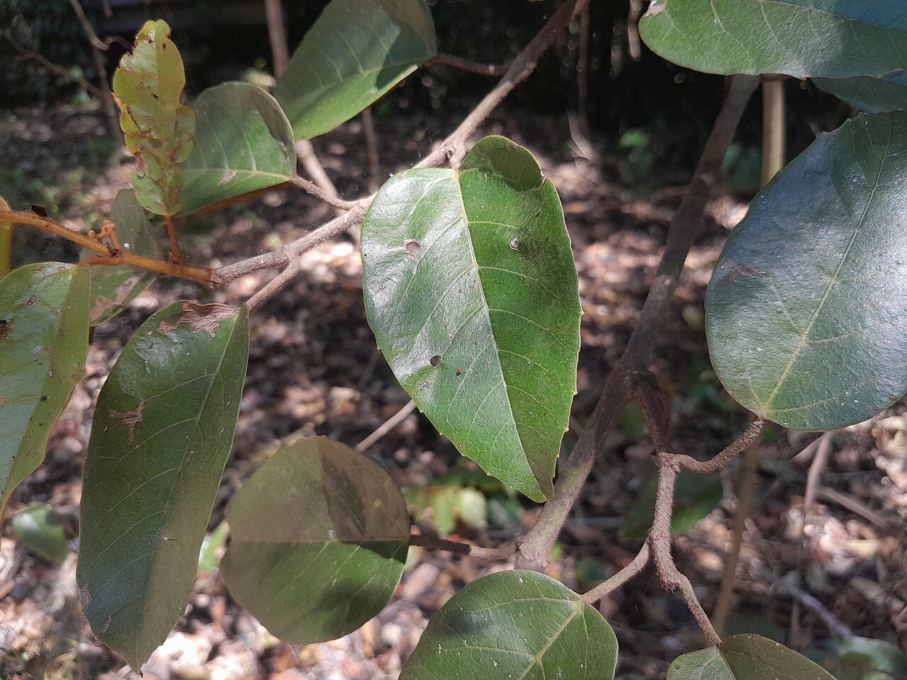 Kangaroo vine: Cissus antarctica on the Lamb Range near Cairns , Queensland