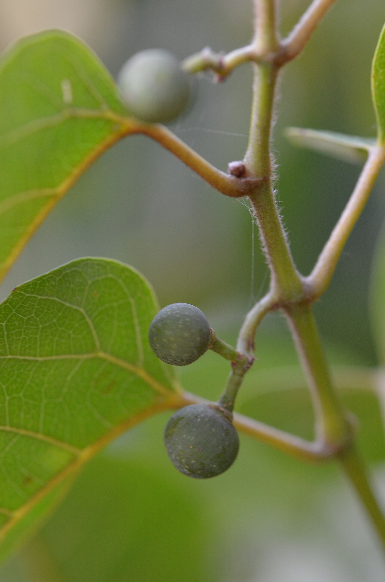Kangaroo vine: Fruit Cissus antarctica Bilgola Beach, NSW. 26/10/2017.