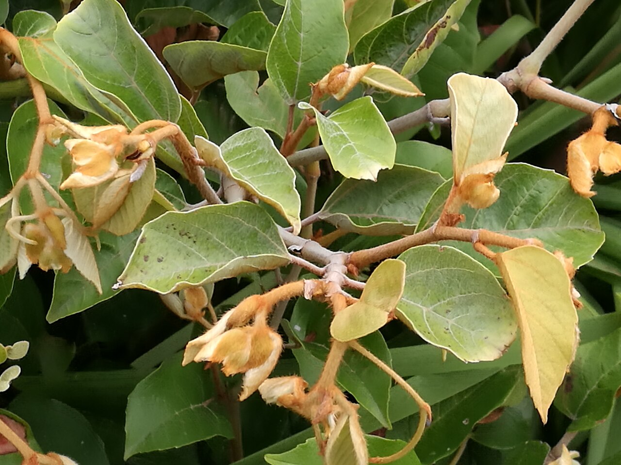Kangaroo vine: Cissus antarctica in flower, Barrenjoey Headland, Palm Beach, NSW. 26/10/2017.
