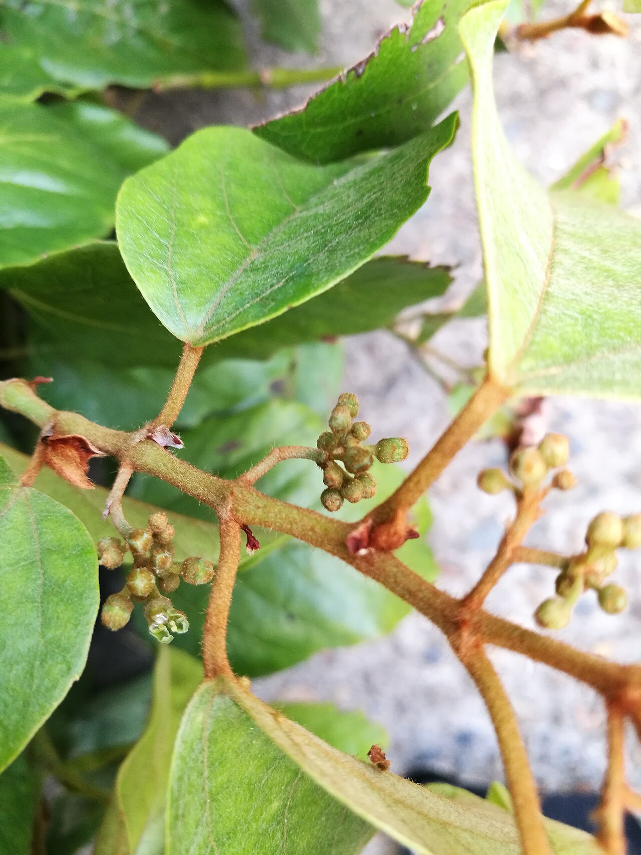 Kangaroo vine: Cissus antarctica in flower, Whale Beach Road, Whale Beach, NSW. 26/10/2017.