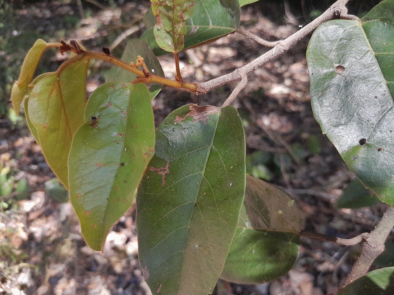 Kangaroo vine: Cissus antarctica on the Lamb Range near Cairns , Queensland