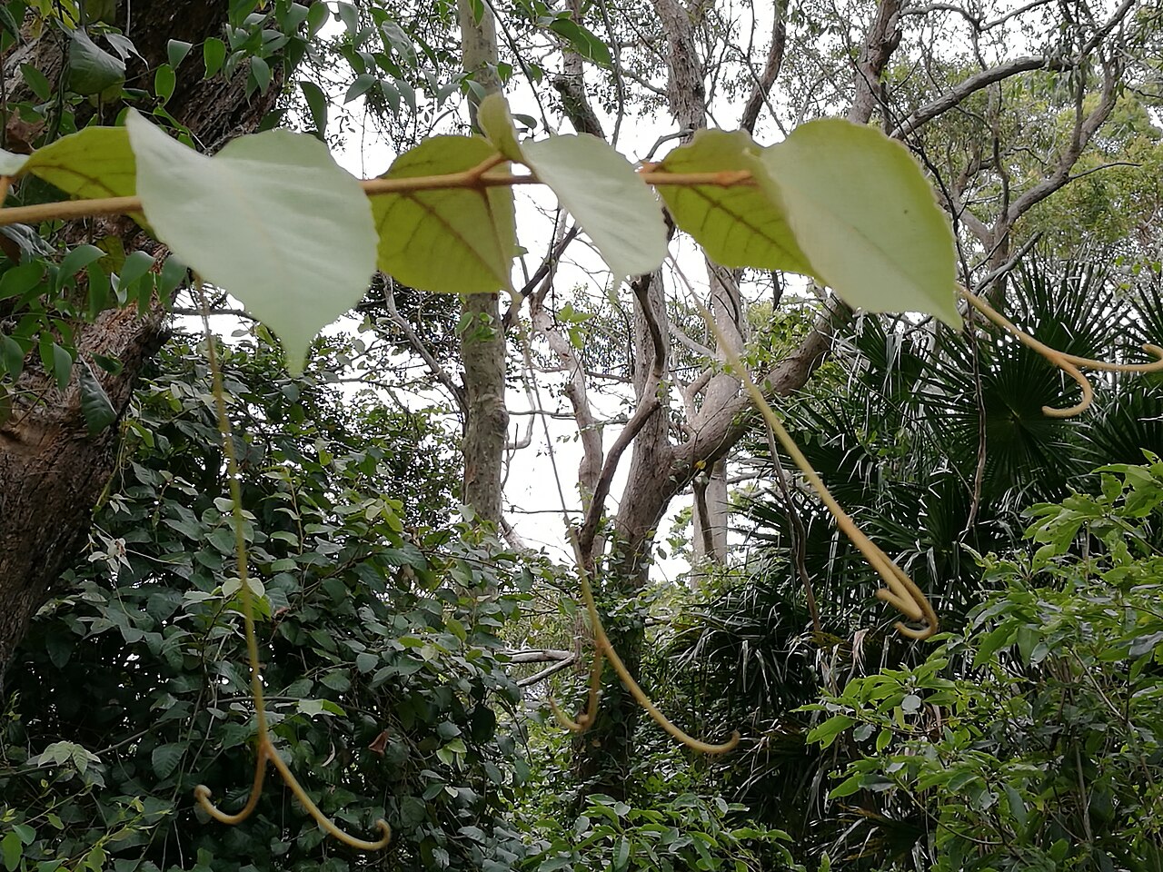 Kangaroo vine: Cissus antarctica MacKay Reserve, Palm Beach, NSW, 26/10/2017.