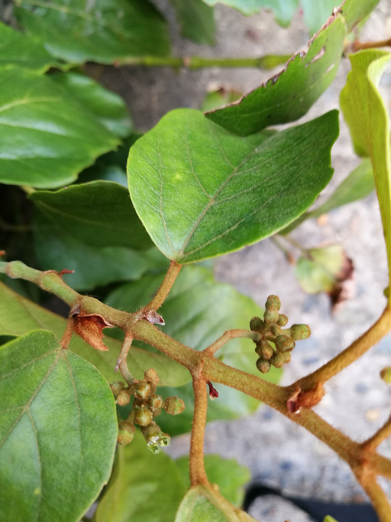 Kangaroo vine: Cissus antarctica in flower, Whale Beach Road, Whale Beach, NSW. 26/10/2017.