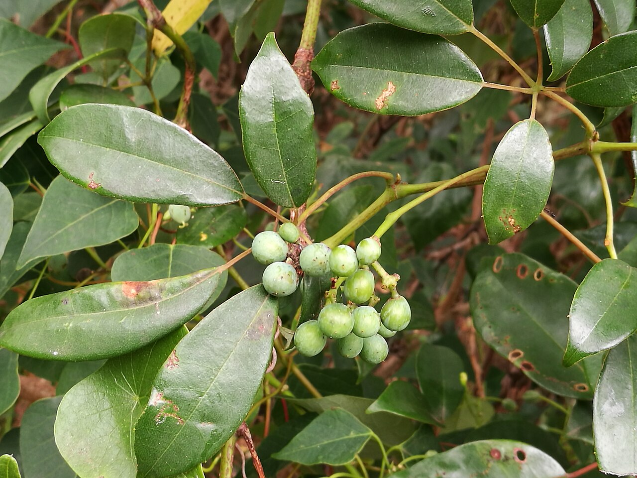 Apocissus hypoglauca: Cissus hypoglauca , MacKay Reserve, Palm Beach, NSW.