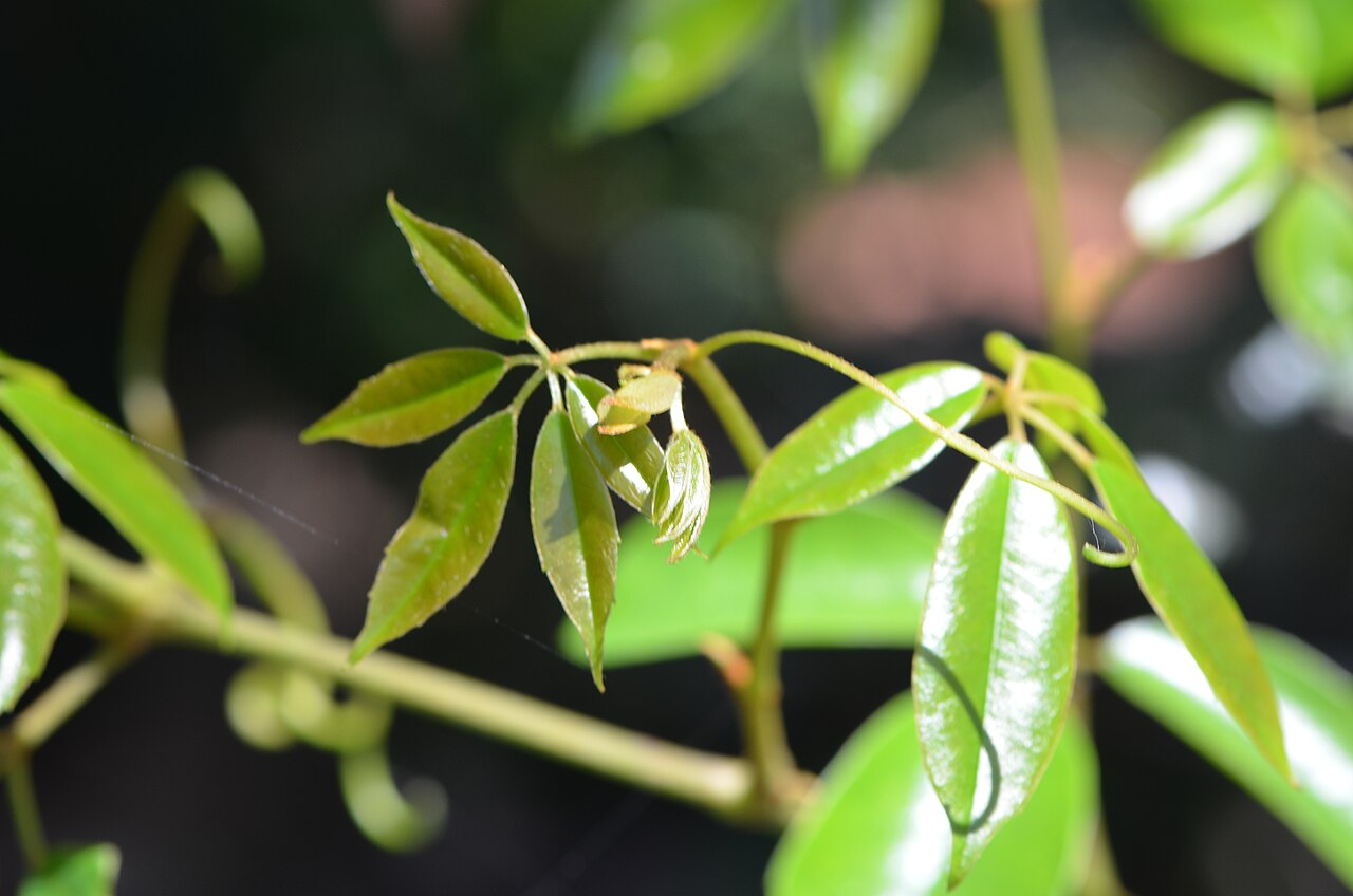 Apocissus hypoglauca: Cissus hypoglauca . This climber is a total disaster Mackay's reserve and Cynthea Road were covered in this creeper.