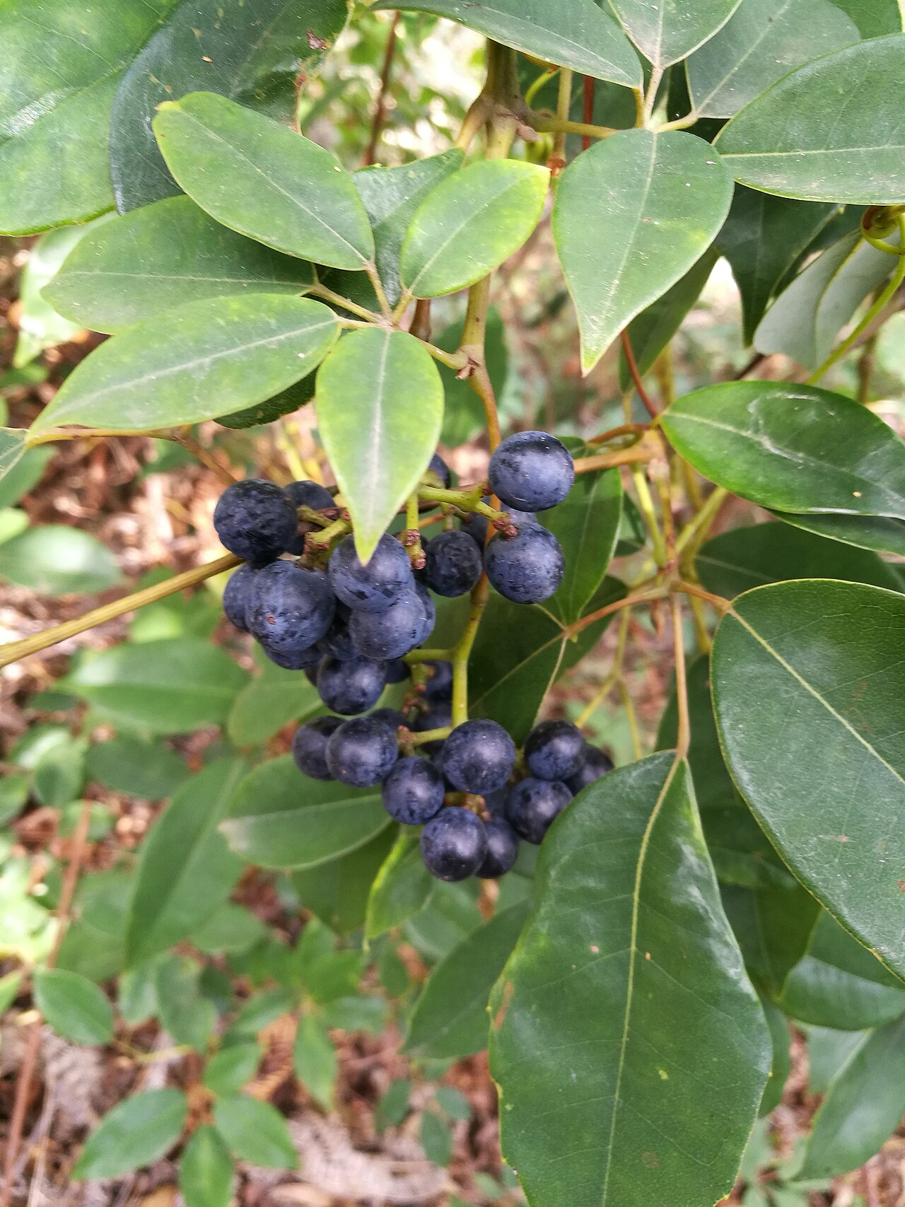 Apocissus hypoglauca: Cissus hypoglauca, McKay Reserve