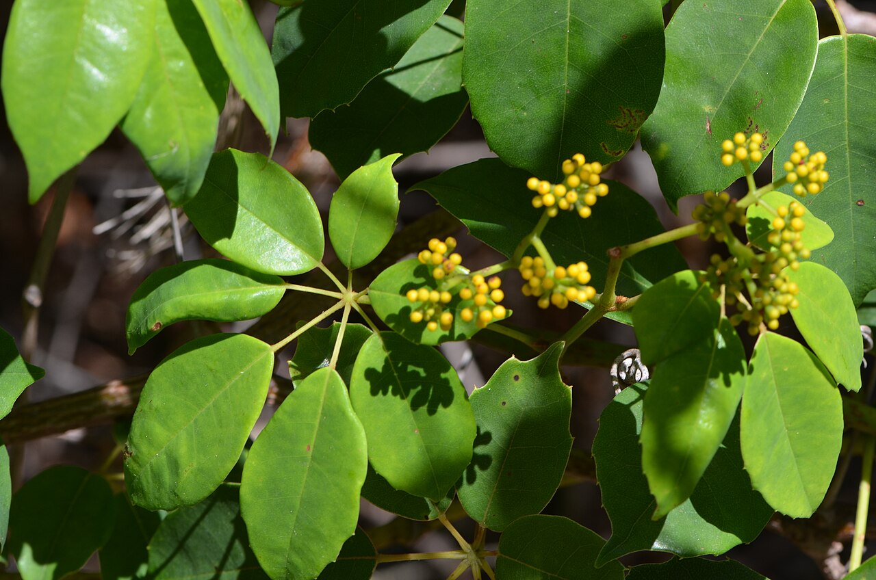 Apocissus hypoglauca: Cissus hypoglauca , MacKay Reserve, Palm Beach, NSW.
