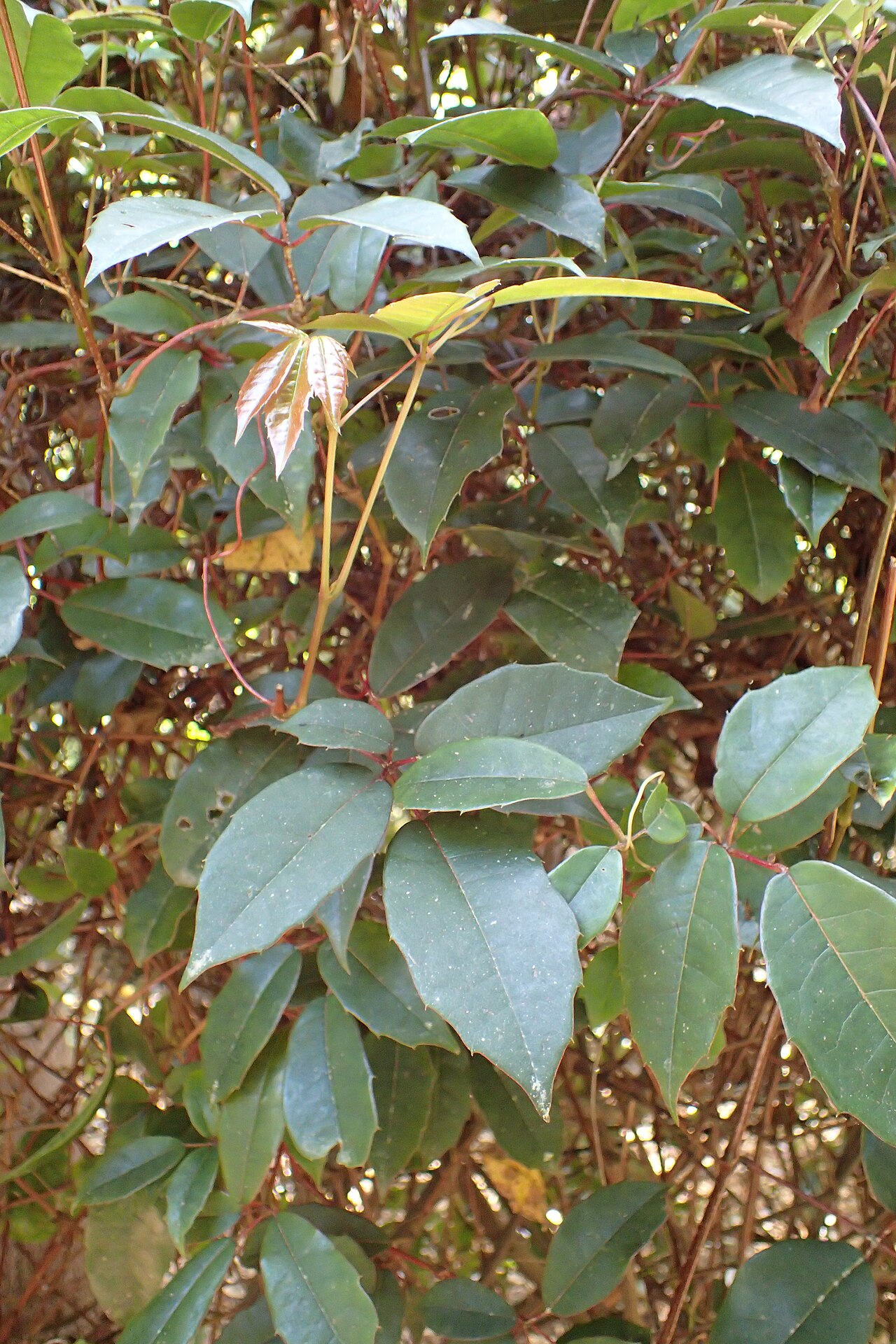 Apocissus hypoglauca: Cissus hypoglauca in Dunedin Botanic Garden