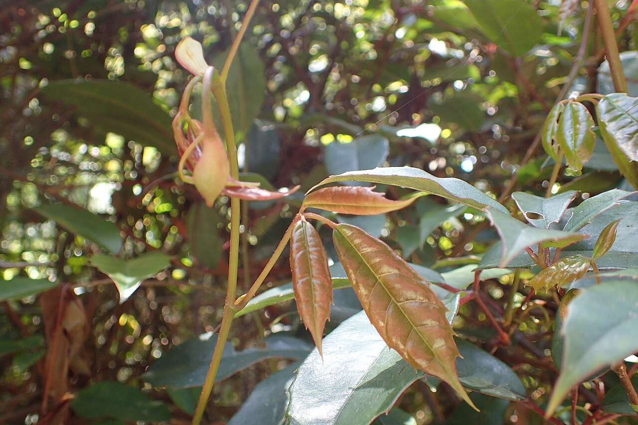 Apocissus hypoglauca: Cissus hypoglauca in Dunedin Botanic Garden