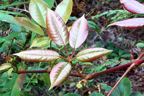 Apocissus hypoglauca: Cissus hypoglauca , Brisbane Water National Park