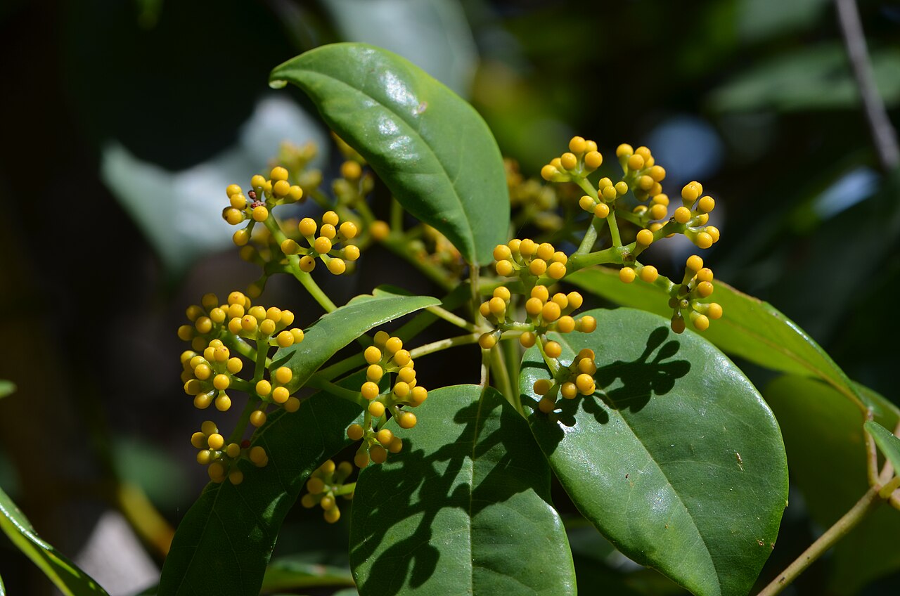 Apocissus hypoglauca: Cissus hypoglauca , MacKay Reserve, Palm Beach, NSW.