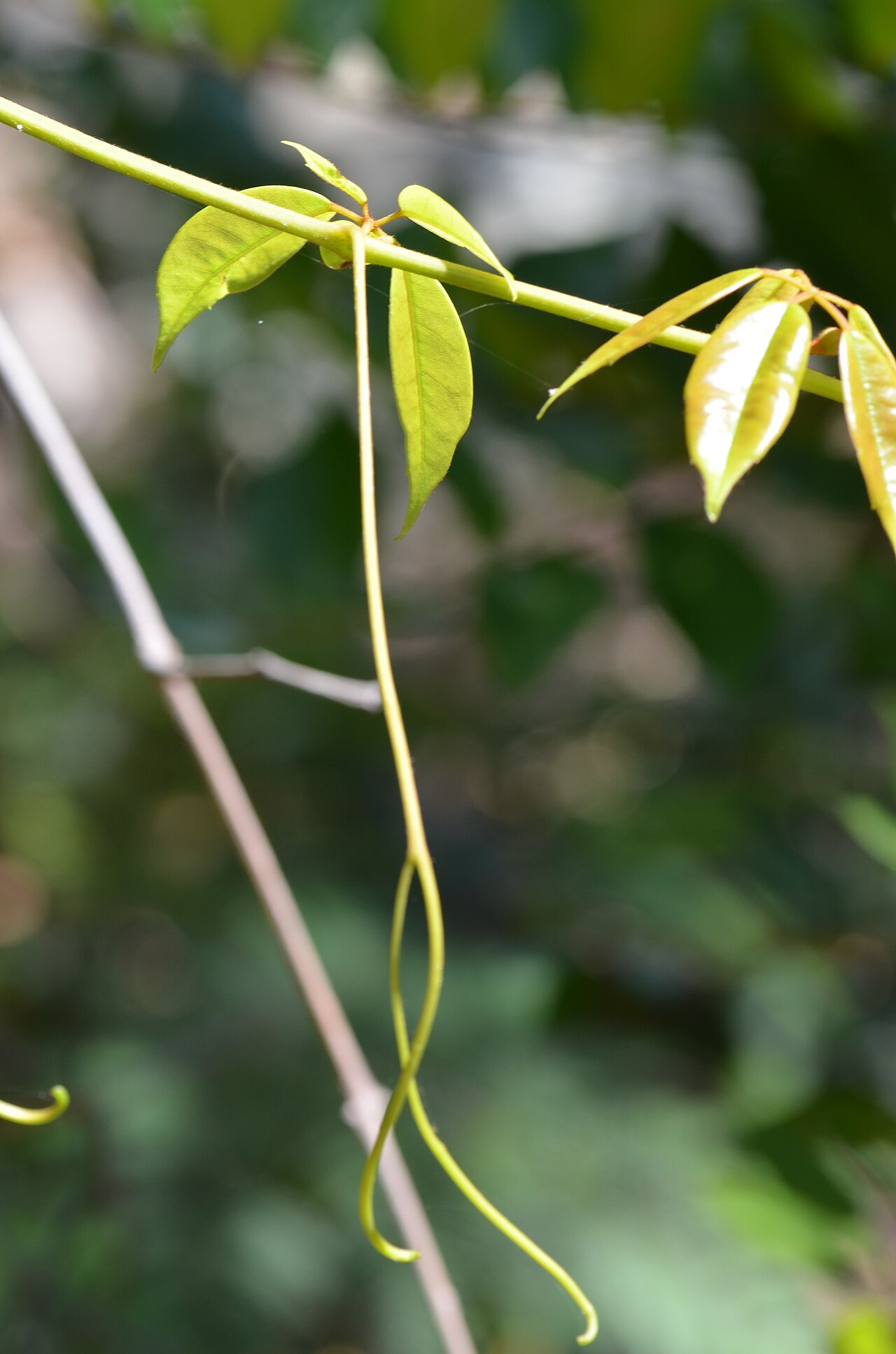 Apocissus hypoglauca: Cissus hypoglauca , MacKay Reserve, Palm Beach, NSW.