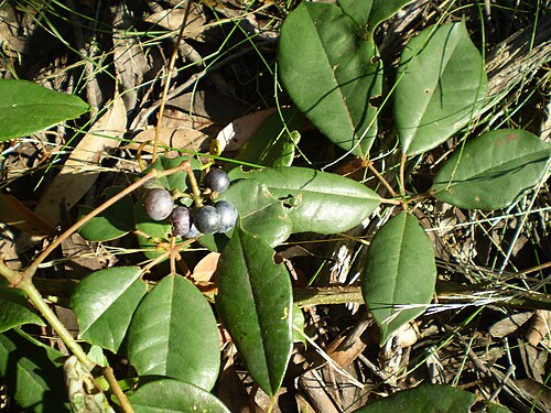 Apocissus hypoglauca: Cissus hypoglauca 'five-leaf water vine', sclerophyll forest. Timbarra Plateau, New South Wales, Australia.