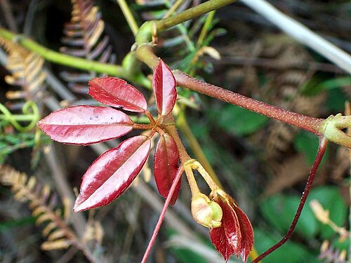 Apocissus hypoglauca: Cissus hypoglauca young red leaves at Brisbane Water National Park
