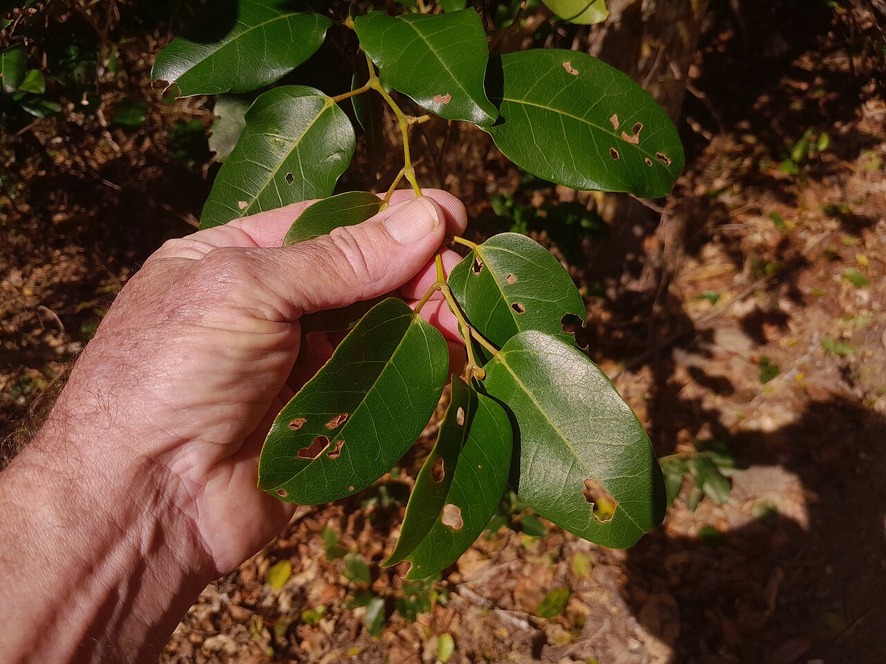 Apocissus oblonga: Cissus oblonga growing on Mt. Whitfield in Cairns , Queensland