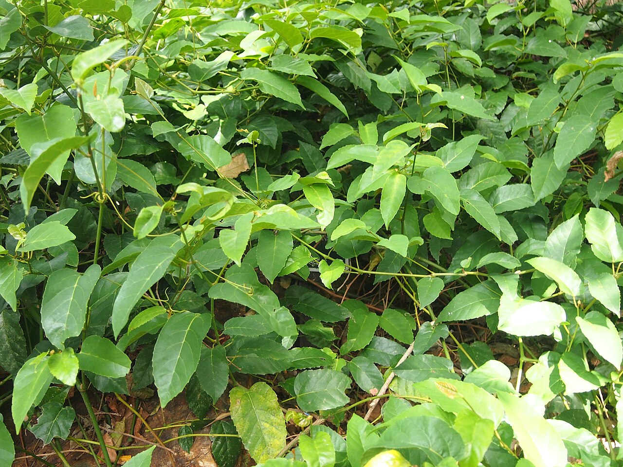 Apocissus oblonga: Cissus oblonga