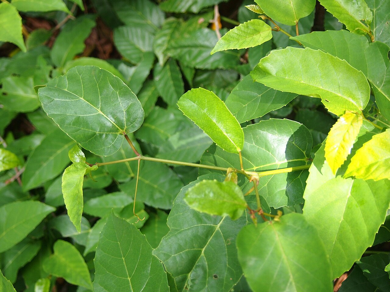 Apocissus oblonga: Cissus oblonga foliage