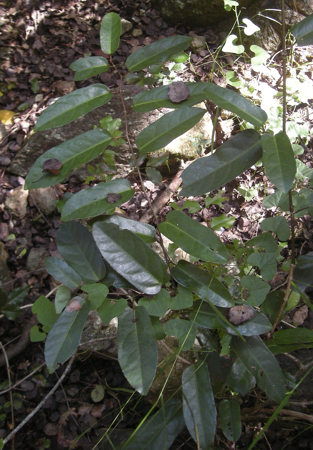 Apocissus oblonga: Cissus oblonga plant.