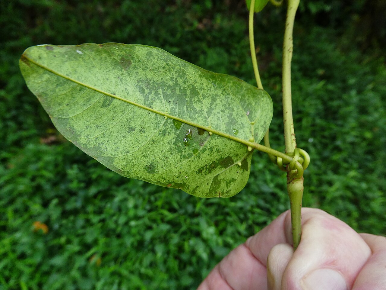 Apocissus oblonga: Cissus oblonga in the Barron Gorge near Cairns, Queensland