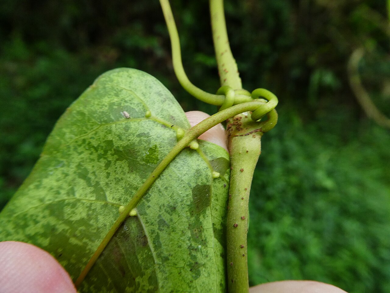 Apocissus oblonga: Cissus oblonga in the Barron Gorge near Cairns, Queensland