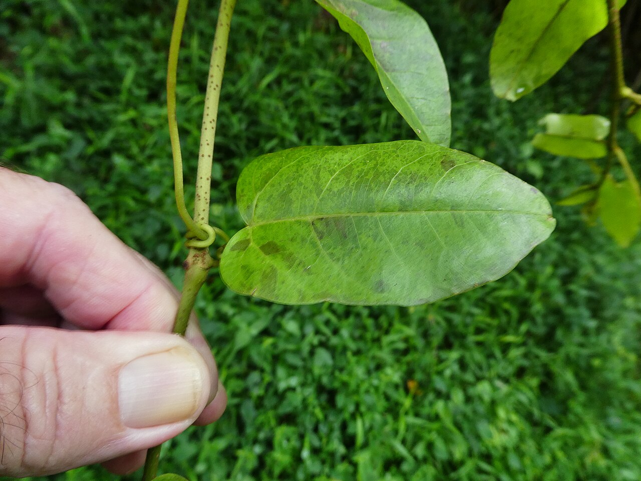 Apocissus oblonga: Cissus oblonga in the Barron Gorge near Cairns, Queensland