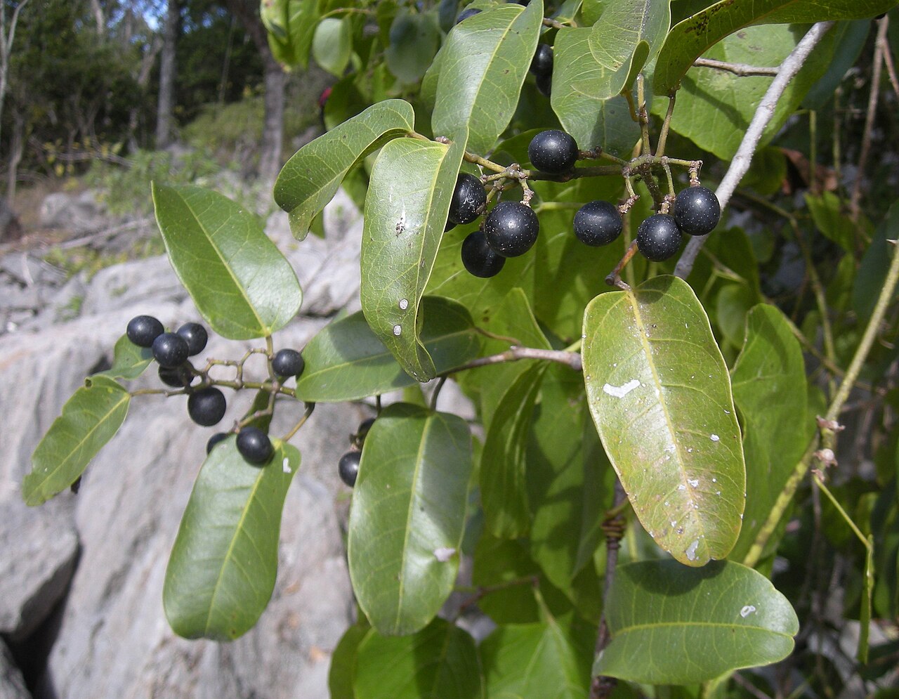 Apocissus oblonga: Cissus oblonga foliage and fruit
