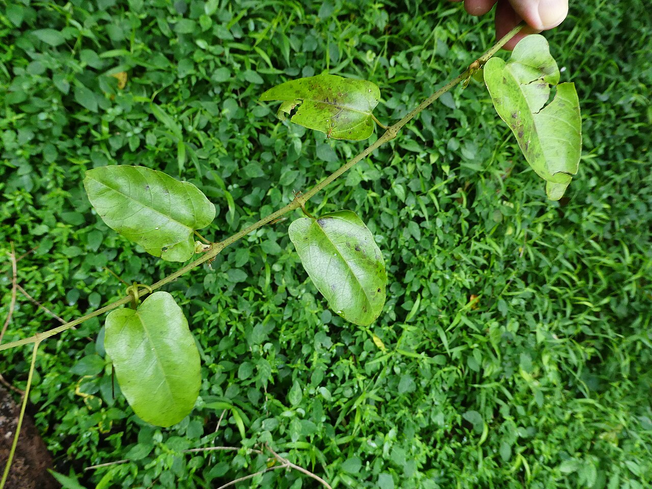 Apocissus oblonga: Cissus oblonga in the Barron Gorge near Cairns, Queensland