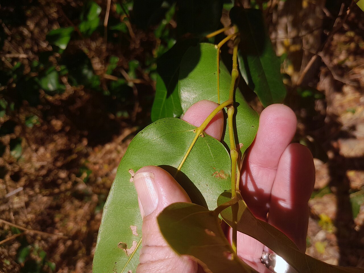 Apocissus oblonga: Cissus oblonga growing on Mt. Whitfield in Cairns , Queensland
