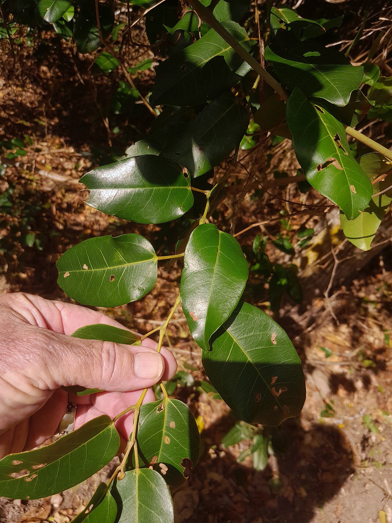 Apocissus oblonga: Cissus oblonga growing on Mt. Whitfield in Cairns , Queensland