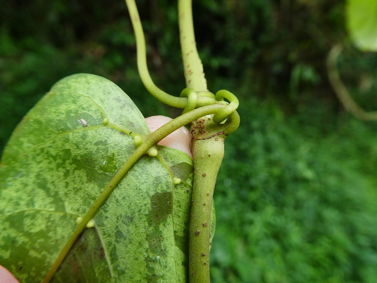 Apocissus oblonga: Cissus oblonga in the Barron Gorge near Cairns, Queensland