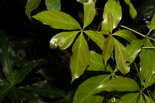 Apocissus sterculiifolia (Apocissus sterculiifolia)