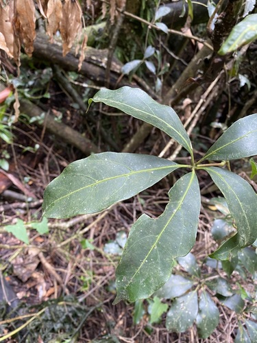 Apocissus sterculiifolia (Apocissus sterculiifolia)