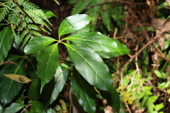 Apocissus sterculiifolia (Apocissus sterculiifolia)