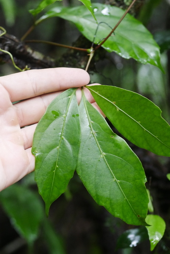 Apocissus sterculiifolia (Apocissus sterculiifolia)