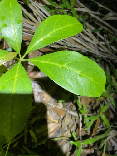 Apocissus sterculiifolia (Apocissus sterculiifolia)