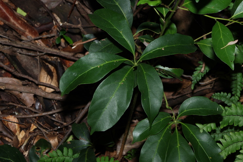 Apocissus sterculiifolia (Apocissus sterculiifolia)