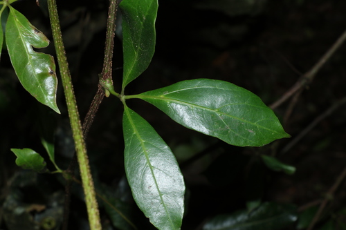 Apocissus sterculiifolia (Apocissus sterculiifolia)